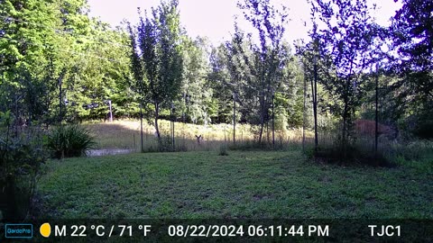 Deer Coming into the Orchard