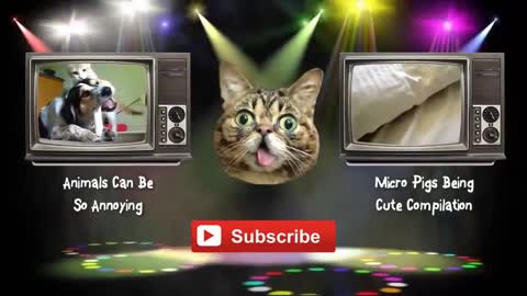 funny cats,funny cat videos ,funny animals,funny video,cats funny,funny videos,funny cat