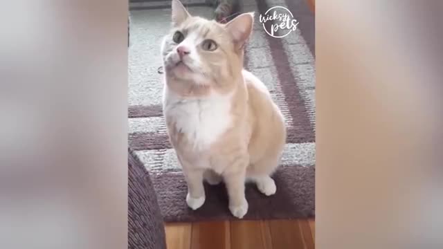 Cats Reaction With Toys