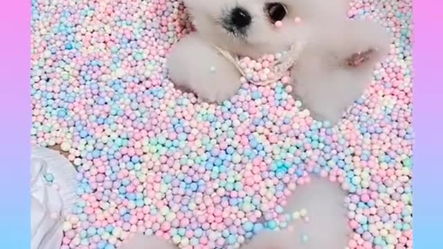 44_ Cute and Funny Dog Videos Compilation _#short​