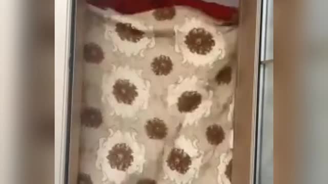 Funny video #shorts