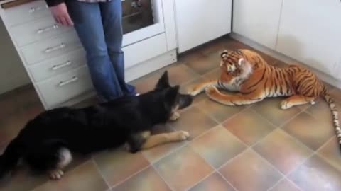 🐕 Dog 🆚 Tiger 🐯