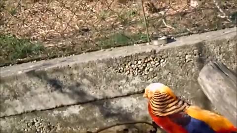 Beautiful Golden Pheasants and Wading Birds on the grace