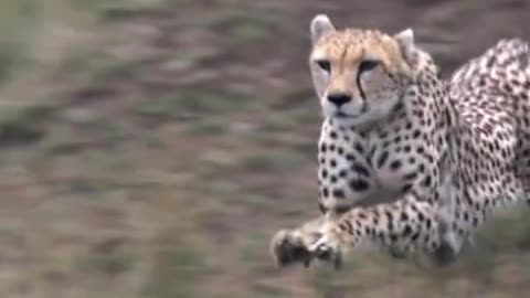 amazing animals