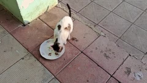 A cute, beautiful little cat is eating.