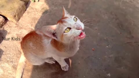 Original cat sound । Pet cat videos । original cat sound free download । Angry pet cat