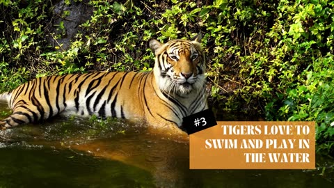 10 Facts About Tigers You Didn't Know