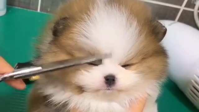 Puppy getting his haircut