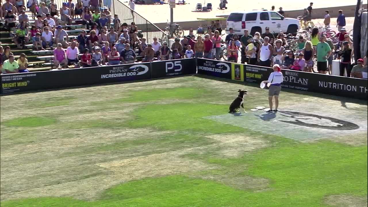 Flying Disc 1st Place - Incredible Dog Challenge 2015 Huntington Beach, CA