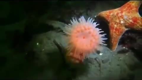 Anemone fleeing from a starfish