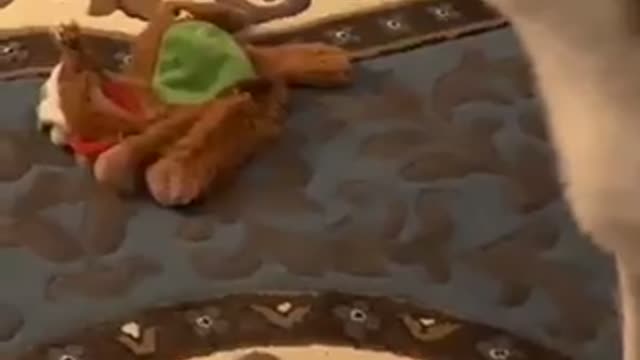 Dog entertainment