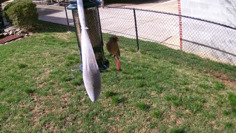 Female Cardinal March 18, 2021