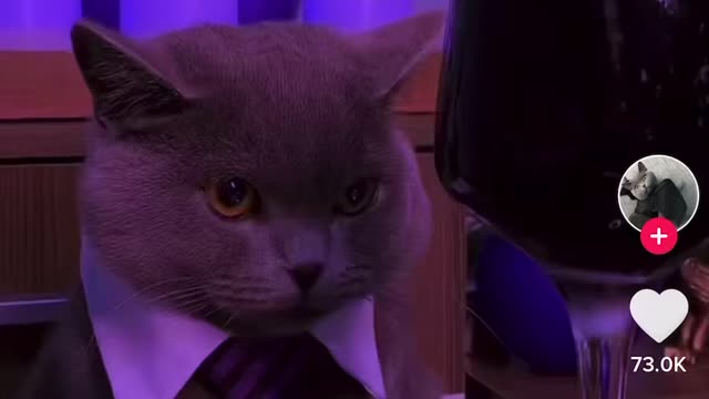 Poor cat