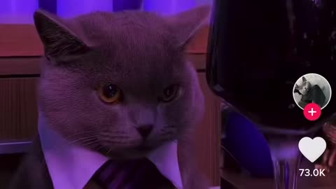 Poor cat