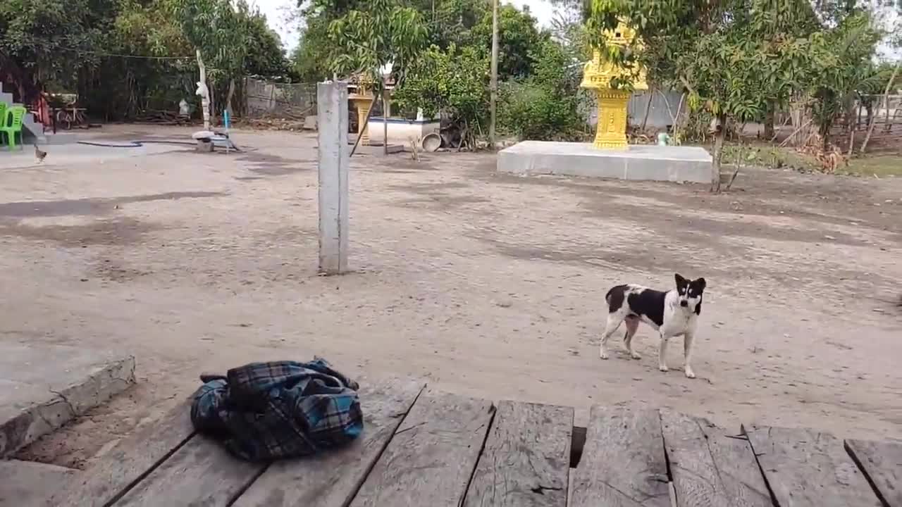 fake tiger pranks dogs🐕🐕