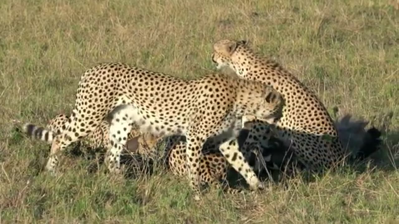 A_cheetah hunting