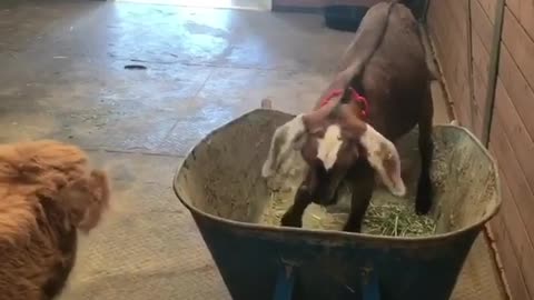 Foat and cow play in wheelbarrow