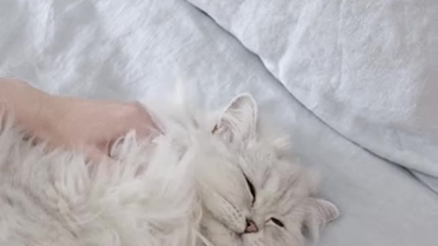 Cute Cat_5K Relaxing video__cats#shortvideo#cat#shorts (1)