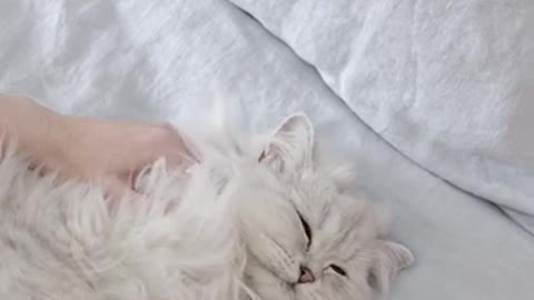 Cute Cat_5K Relaxing video__cats#shortvideo#cat#shorts (1)