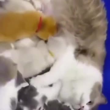 Funny kittens #animals #cats #cat