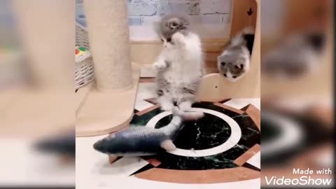 Funny #Cat #cute video