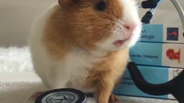 Cute Guinea Pig voice 🥰😍