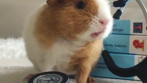 Cute Guinea Pig voice 🥰😍