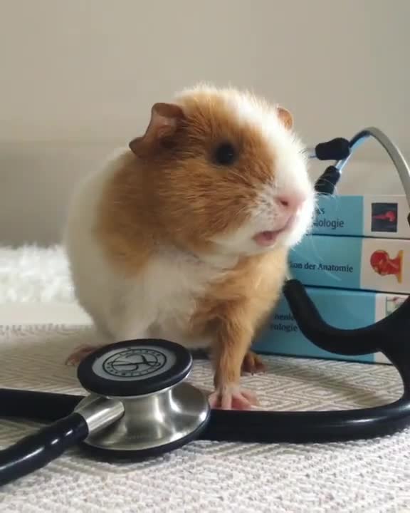 Cute Guinea Pig voice 🥰😍