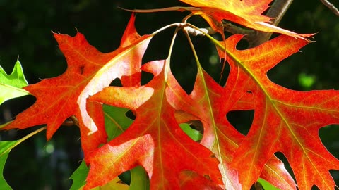 In the forest, the oak leaves are shining red in the autumn sunlight