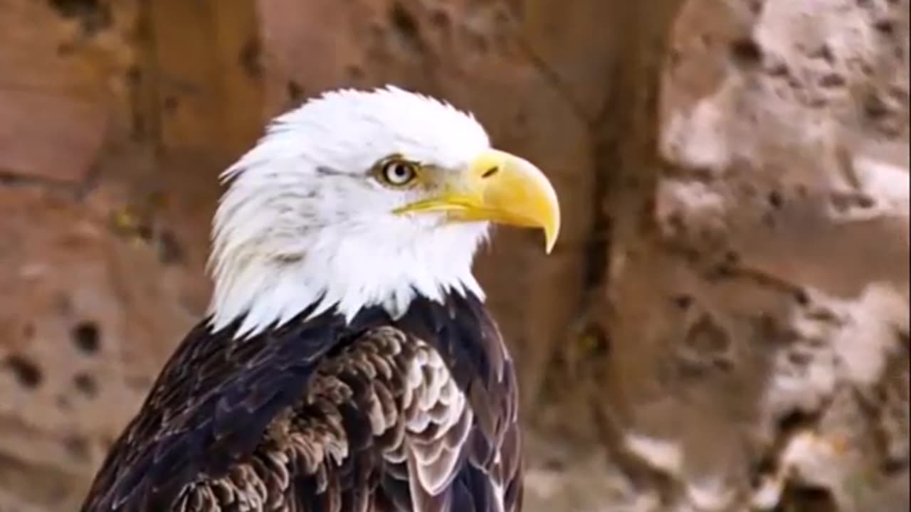 Majestic Eagles- The Apex Predators of the Sky