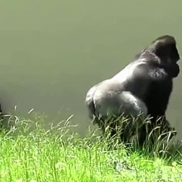 Funny Monkeys make me Happy