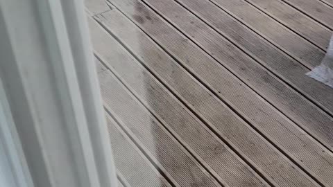 Cute puppy video