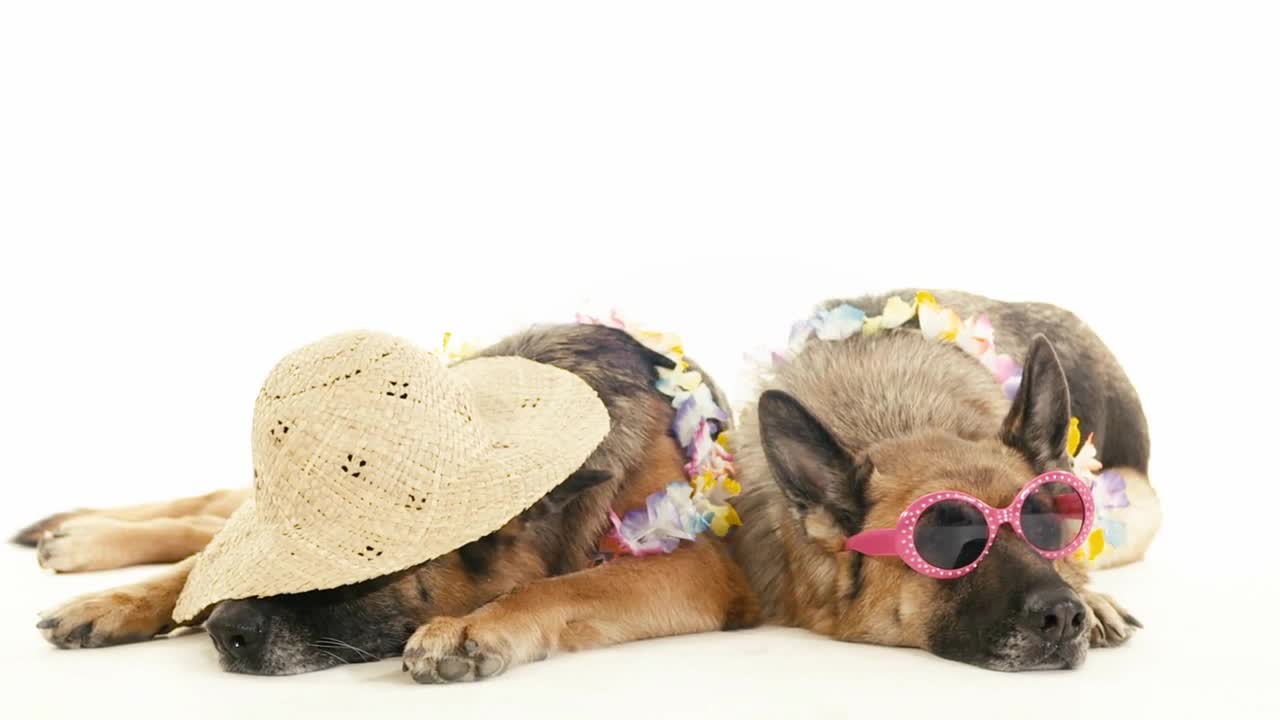 Group of purebreed alsatian dogs on white background