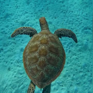 Tortoise In The Water #Tortoise_In_The_Water #animals_Nuture #tortoise #Recpect #Fish