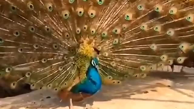 Peacock in street opening feathers