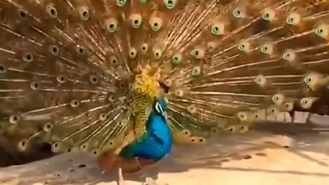 Peacock in street opening feathers