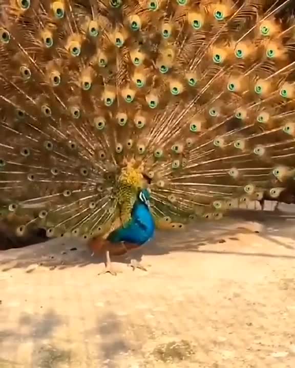 Peacock in street opening feathers