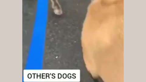 Other dogs vs My Dog