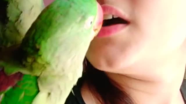 Parrot give kiss