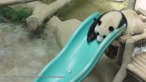 How to wakeup a sleeping panda.