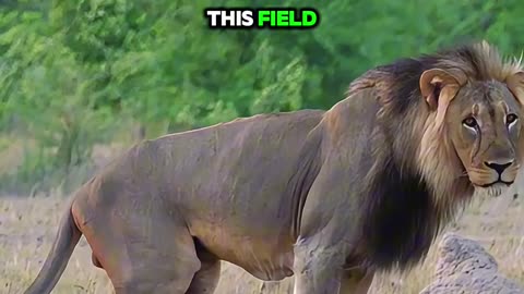 Lion King Marks His Domain
