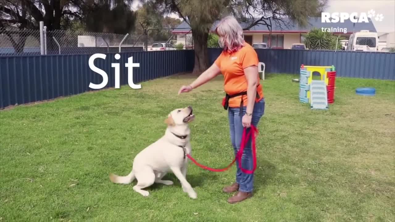 Basic Dog training