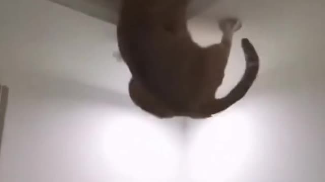 Cute Cat Is Afraid of Falling (Funny)