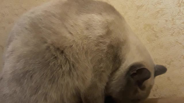 Oh, this tail, again decided to bring me