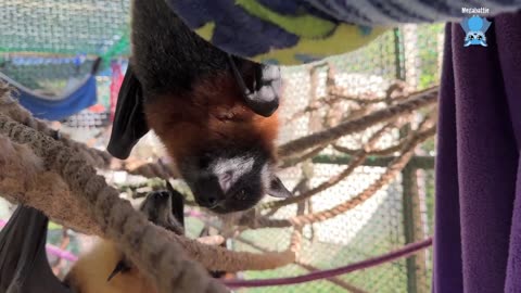 Juvenile flying-fox has an X-Ray this is Wheelibin on day 3.