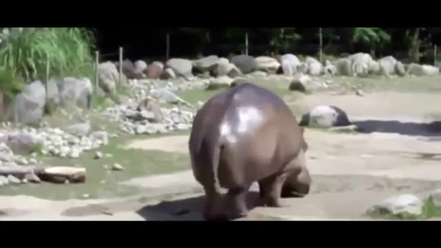 animals farting in public 😲