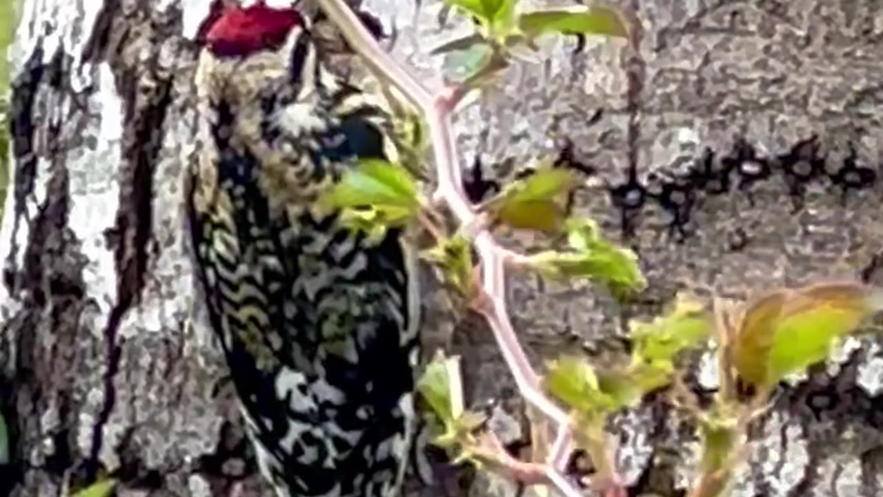 The little red headed woodpecker is a master of camouflage!!