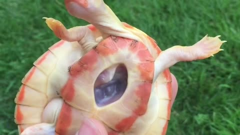 'Hope' the Turtle w/ an Exposed Heart Turned 6-Years-Old!