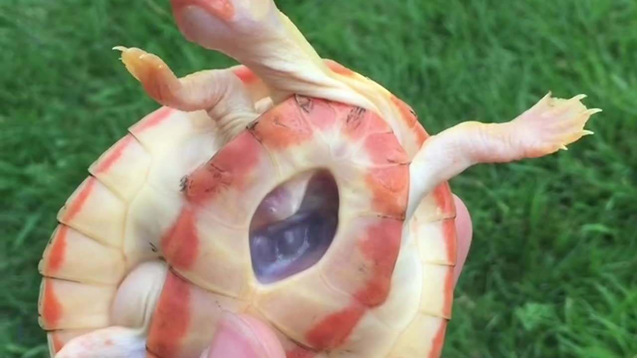 'Hope' the Turtle w/ an Exposed Heart Turned 6-Years-Old!