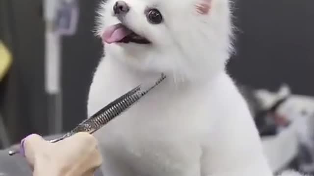 Cute dog enjoy hair cutting